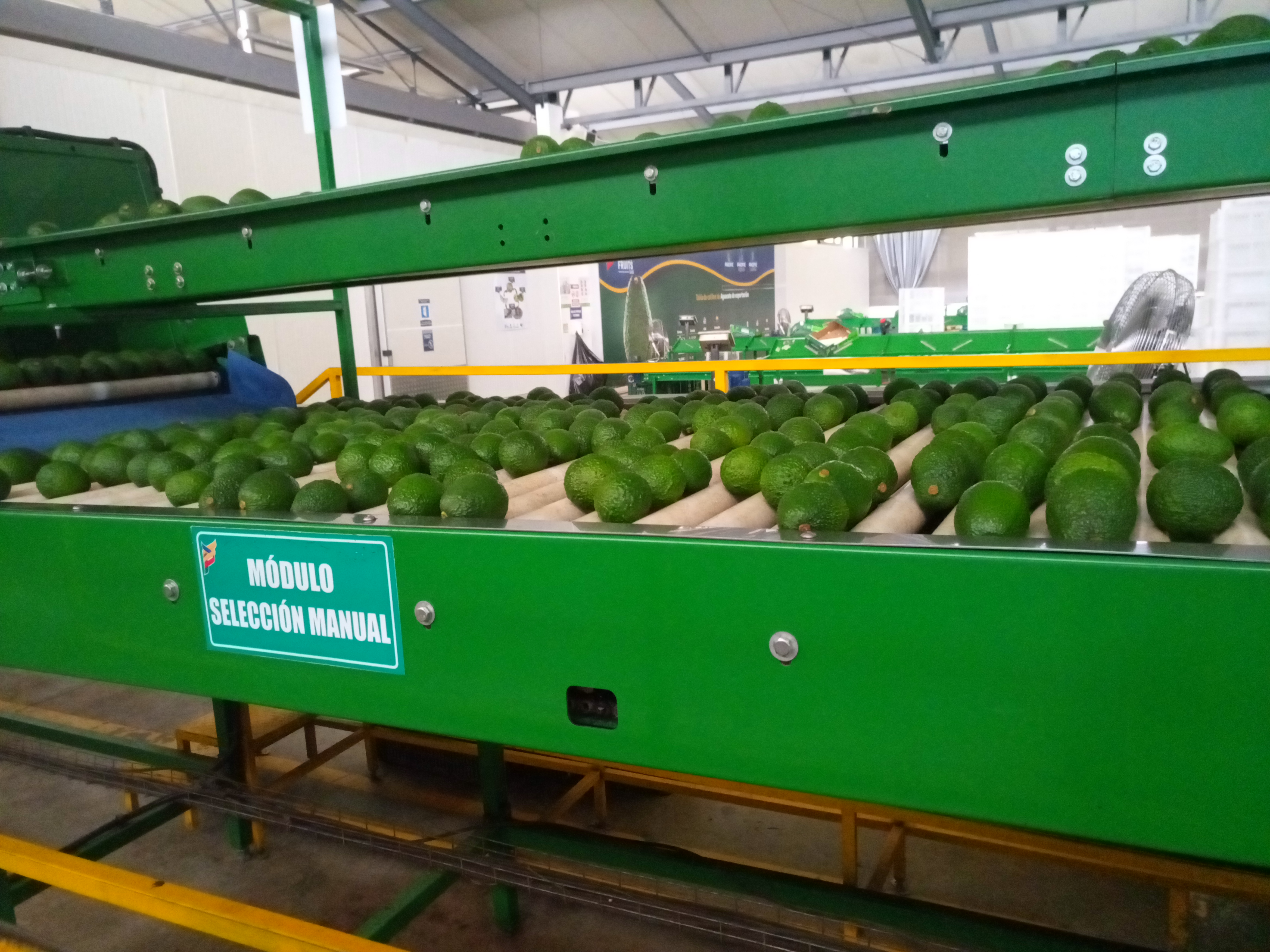 Fruta fresca Dorado División